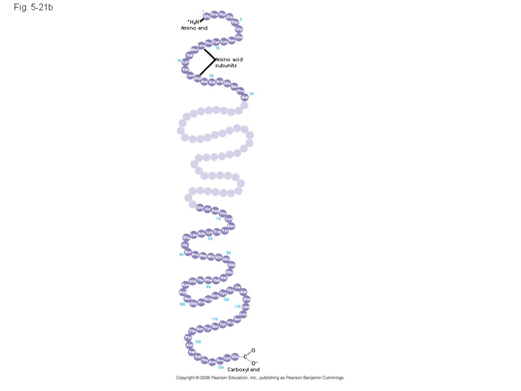 Fig. 5-21b Amino acid subunits +H3N Amino end Carboxyl end 125 120 115 110